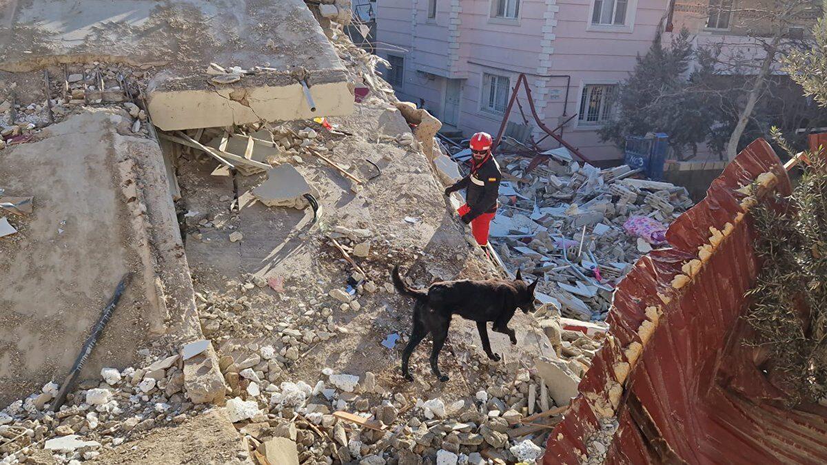 Perros de rescate de la UME: héroes en el terremoto de Venezuela y su impactante labor humanitaria