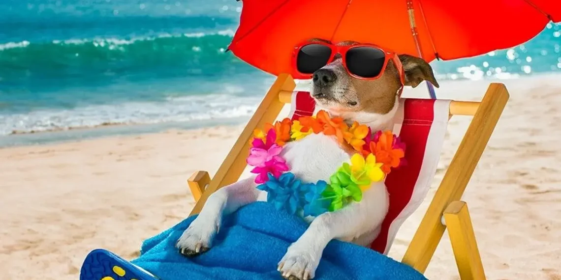 Meilleures plages en Espagne : guide complet pour profiter avec votre chien