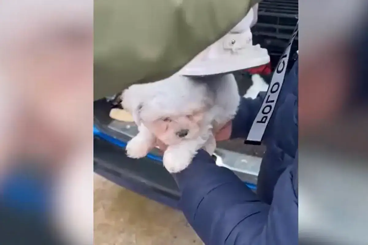 Réseau illégal de vente de chiots démantelé à Ávila, plus de 600 victimes touchées