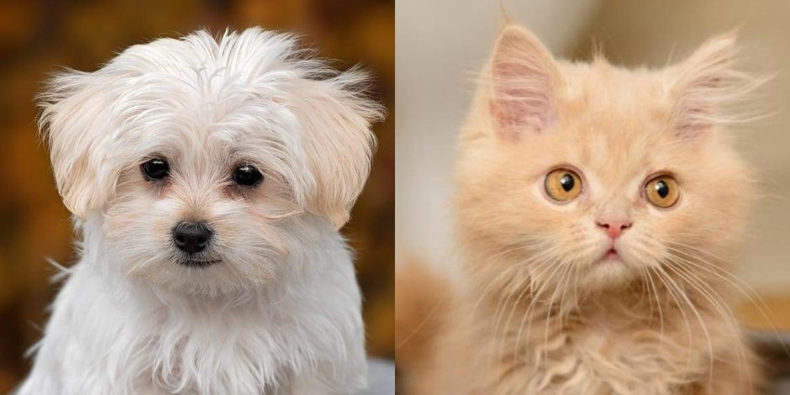 Les risques insoupçonnés des animaux miniatures : santé et bien-être en péril. - plare. Les risques insoupçonnés des animaux miniatures : santé et bien-être en péril.
