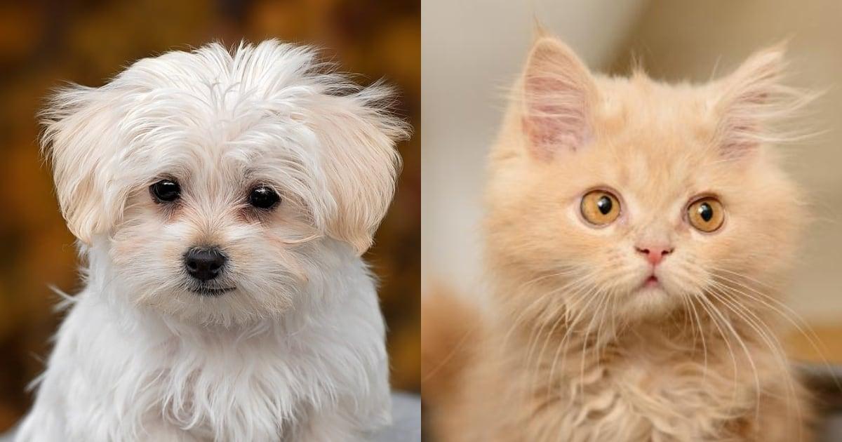 Les risques insoupçonnés des animaux miniatures : santé et bien-être en péril.