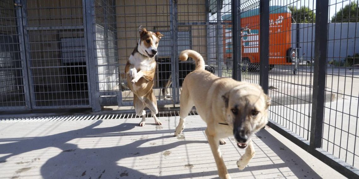 Avancées et défis du bien-être animal en Córdoba : un aperçu essentiel du contexte actuel