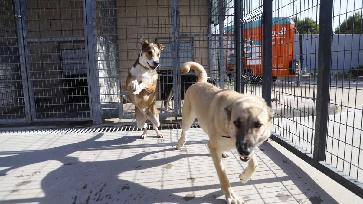 Avancées et défis du bien-être animal en Córdoba : un aperçu essentiel du contexte actuel