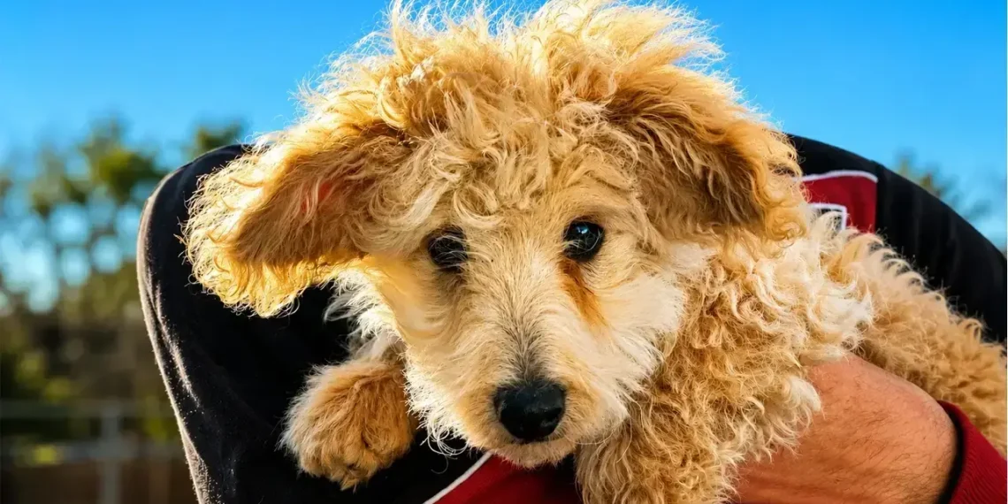 Santé animale et prévention : les essentiels de la campagne de vaccination et déparasitage pour un bien-être optimal des animaux de compagnie - plare. Santé animale et prévention : les essentiels de la campagne de vaccination et déparasitage pour un bien-être optimal des animaux de compagnie