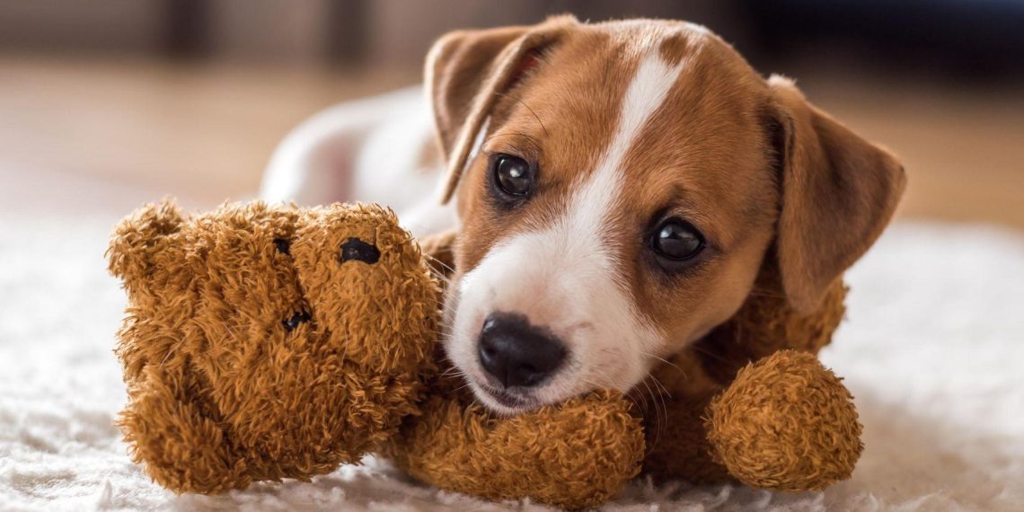 Les essentiels de la tenencia responsable en Espagne : assurance et formation indispensables pour propriétaires d&rsquo;animaux.