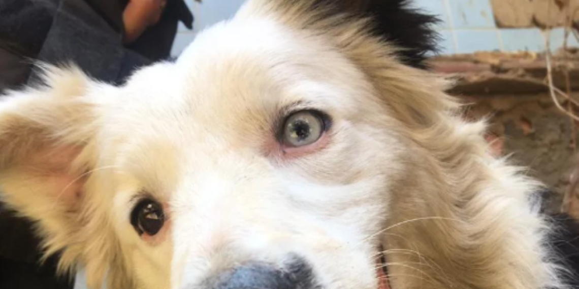 Tsunami, le chien héroïque qui a transformé son abandon en une histoire d&rsquo;espoir au Venezuela