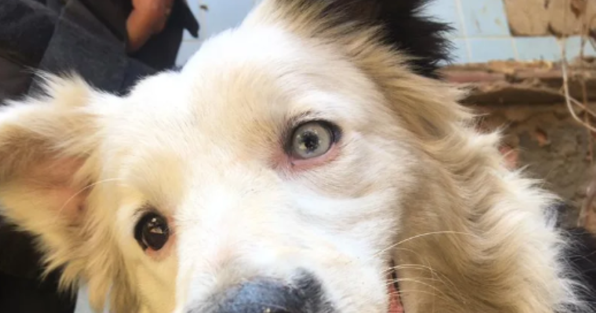 Tsunami, le chien héroïque qui a transformé son abandon en une histoire d&rsquo;espoir au Venezuela