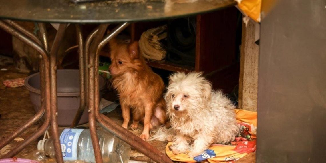 Urgente : intervention pour maltraitance animale dans un foyer clandestin à Oaxaca - plare. Urgente : intervention pour maltraitance animale dans un foyer clandestin à Oaxaca