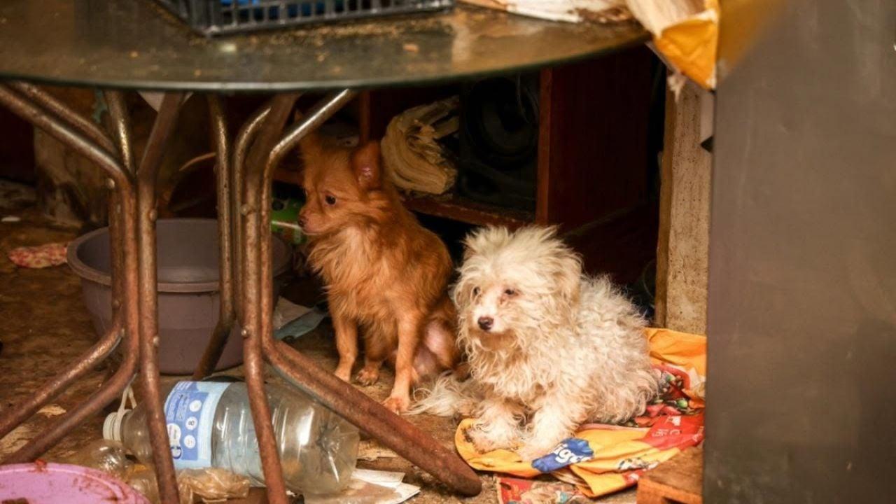 Urgente : intervention pour maltraitance animale dans un foyer clandestin à Oaxaca - plare. Urgente : intervention pour maltraitance animale dans un foyer clandestin à Oaxaca