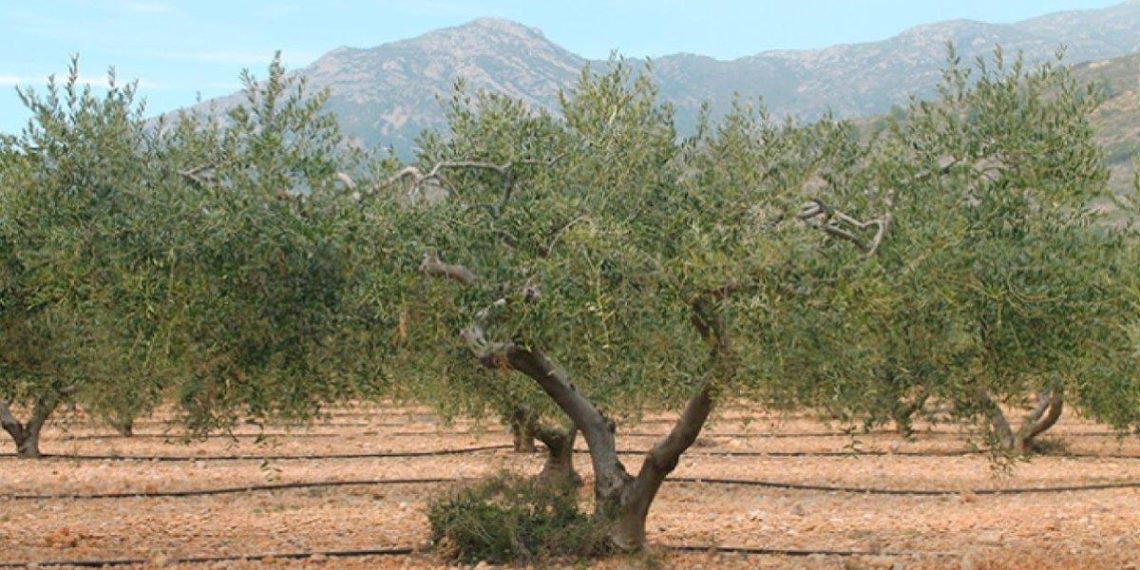 Aides nouvelles pour relancer la production agricole biologique et l’agroécologie - plare. Aides nouvelles pour relancer la production agricole biologique et l’agroécologie