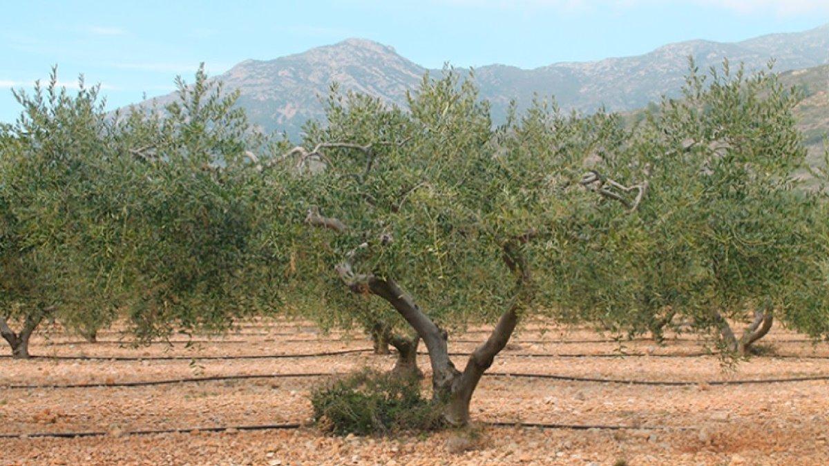 Aides nouvelles pour relancer la production agricole biologique et l’agroécologie - plare. Aides nouvelles pour relancer la production agricole biologique et l’agroécologie