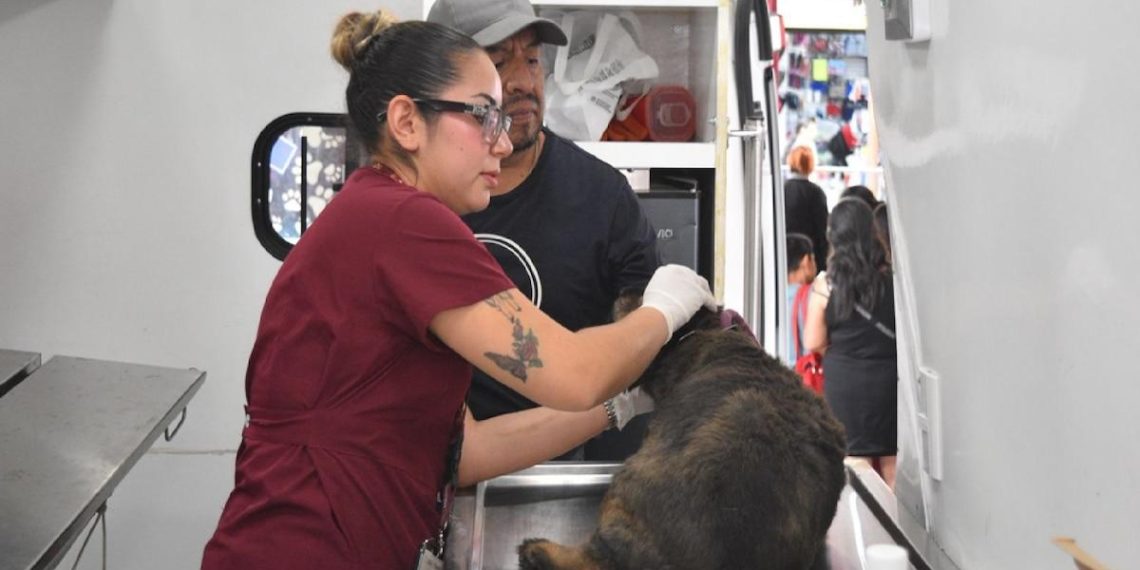 La stérilisation des chiens et des chats : pilier essentiel du bien-être animal et de la santé publique - plare. La stérilisation des chiens et des chats : pilier essentiel du bien-être animal et de la santé publique
