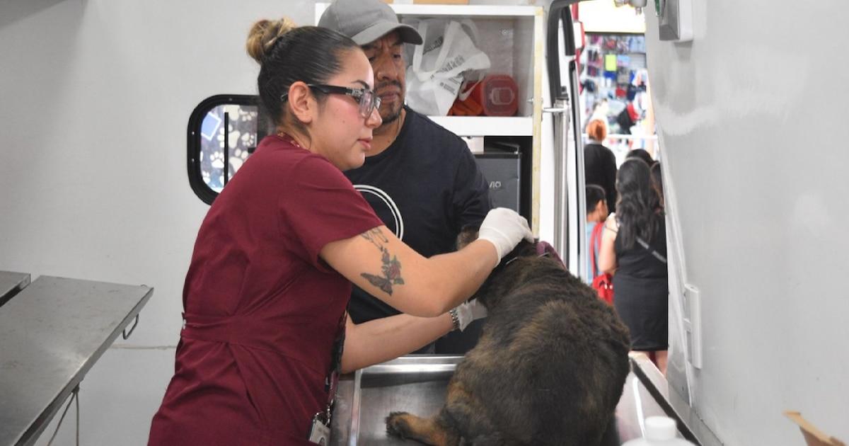 La stérilisation des chiens et des chats : pilier essentiel du bien-être animal et de la santé publique