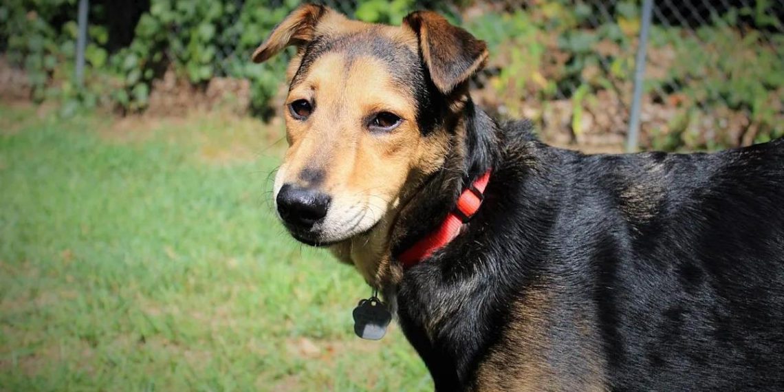 Enquête sur un refuge californien : 117 chiens retrouvés enterrés soulèvent des inquiétudes sur le bien-être animal - plare. Enquête sur un refuge californien : 117 chiens retrouvés enterrés soulèvent des inquiétudes sur le bien-être animal