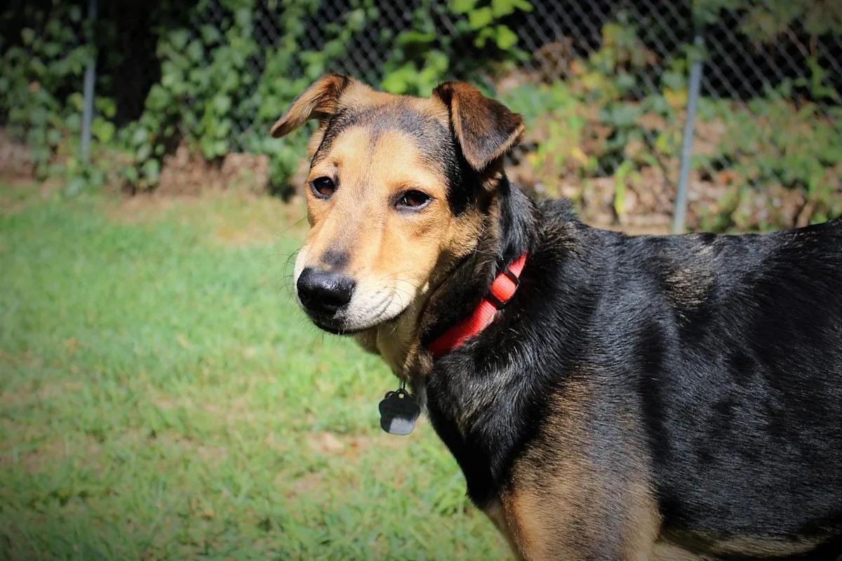 Enquête sur un refuge californien : 117 chiens retrouvés enterrés soulèvent des inquiétudes sur le bien-être animal - plare. Enquête sur un refuge californien : 117 chiens retrouvés enterrés soulèvent des inquiétudes sur le bien-être animal
