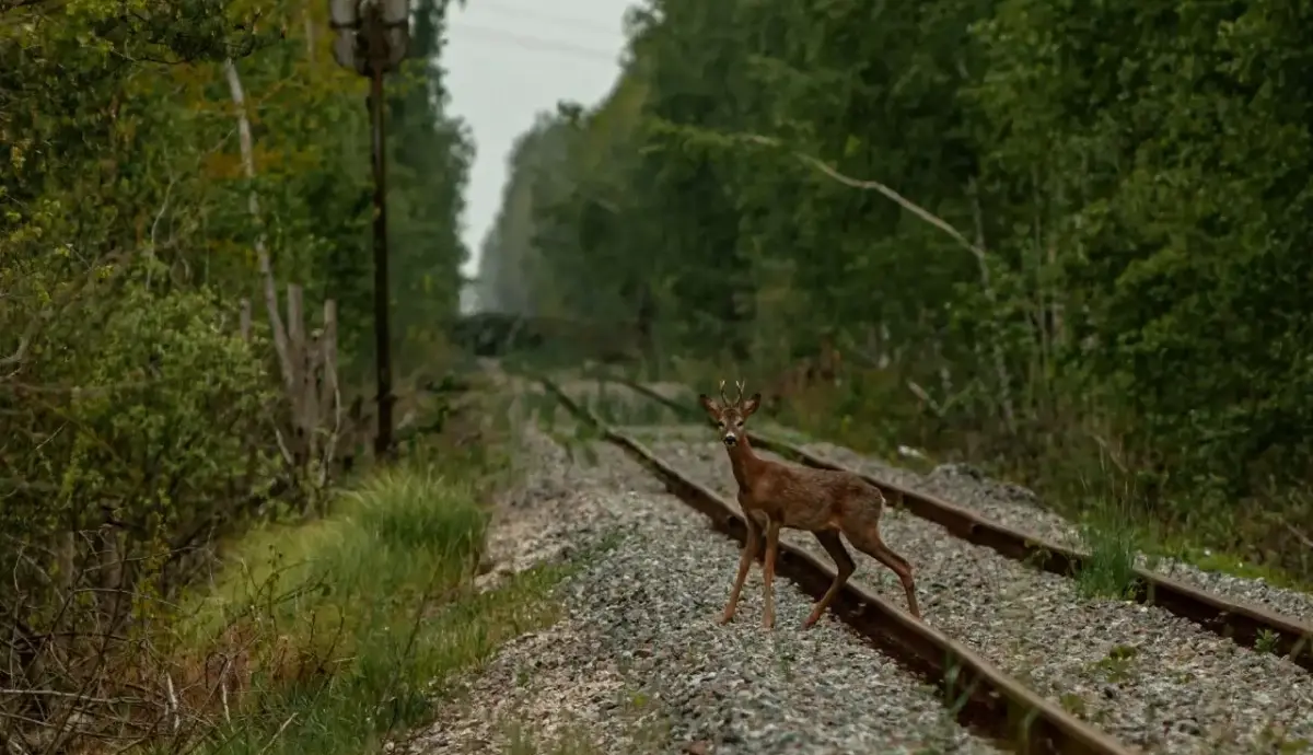 La faune de Chernóbil modifie son comportement face aux effets de la guerre en Ukraine