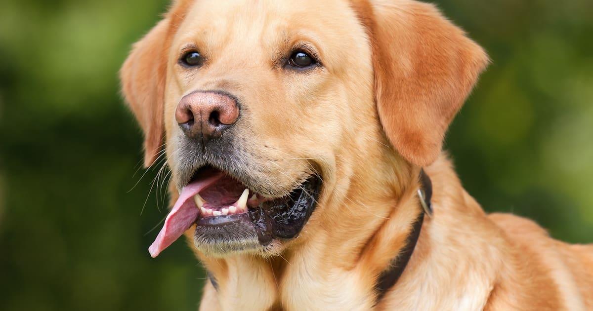 Multas y sanciones bajo la ley de bienestar animal: todo lo que debes saber para evitar sorpresas