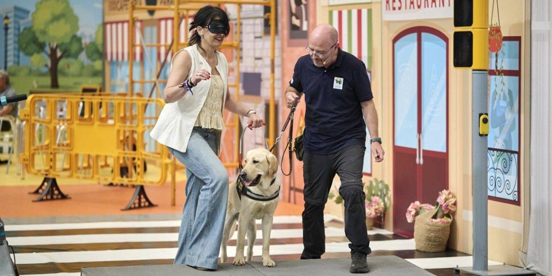 Les chiens guides en Espagne : sécurité et autonomie pour une vie épanouie - plare. Les chiens guides en Espagne : sécurité et autonomie pour une vie épanouie