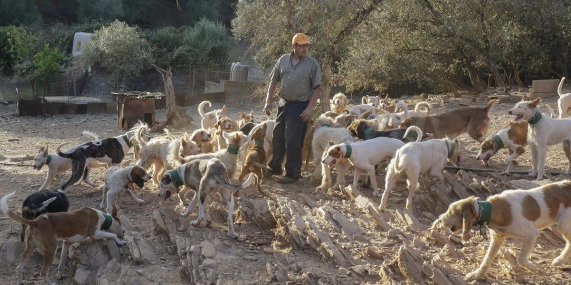 El futuro de los perros de caza en España: regulación europea y el crecimiento de las ferias especializadas - plare. El futuro de los perros de caza en España: regulación europea y el crecimiento de las ferias especializadas