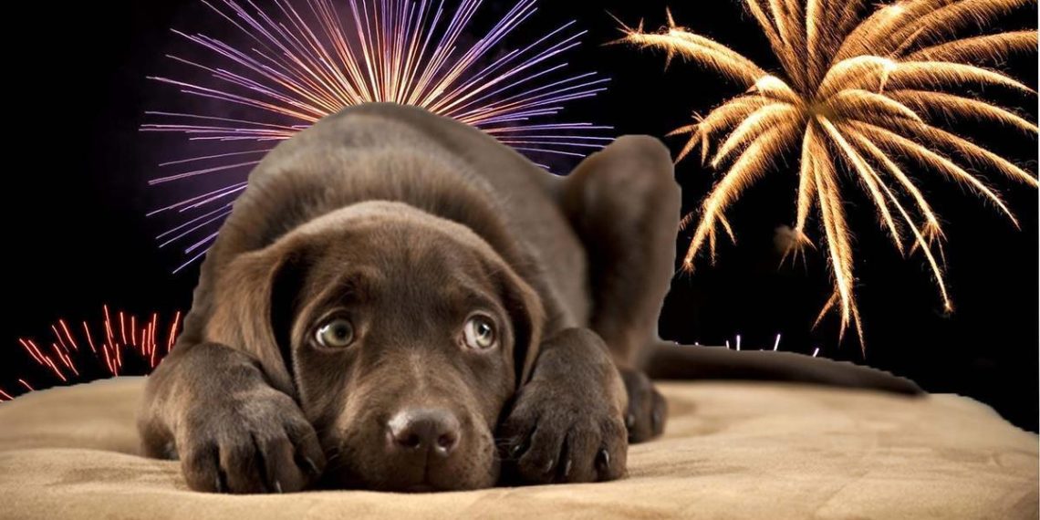 Protéger les chiens du stress causé par les pétards à San Juan : astuces pratiques et conseils utiles - plare. Protéger les chiens du stress causé par les pétards à San Juan : astuces pratiques et conseils utiles