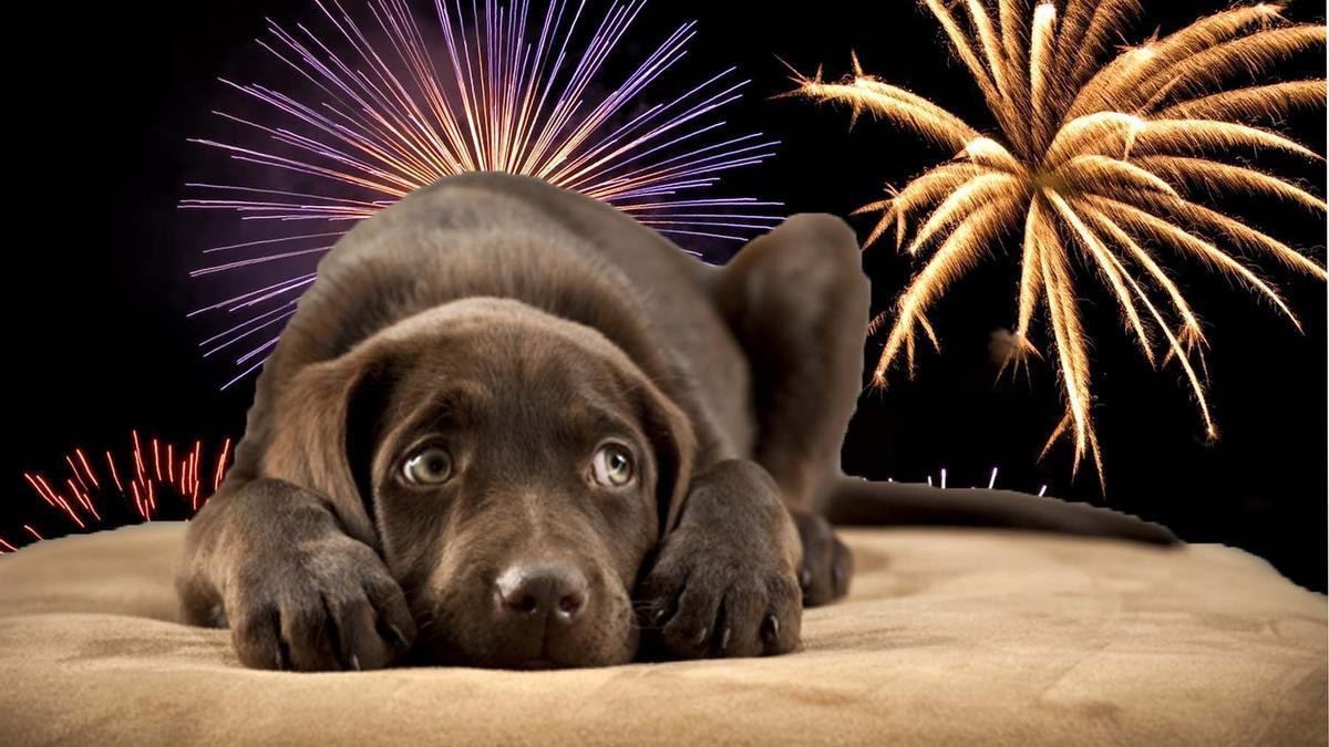 Protéger les chiens du stress causé par les pétards à San Juan : astuces pratiques et conseils utiles