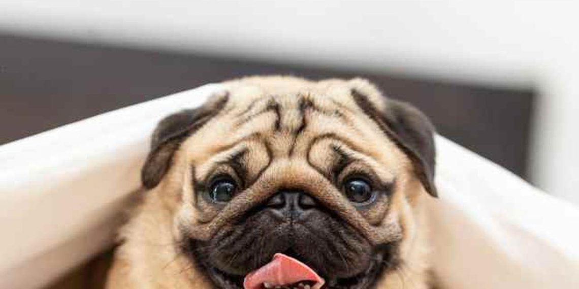 Les races de chiens idéales pour chaque foyer et style de vie : trouvez le compagnon parfait - plare. Les races de chiens idéales pour chaque foyer et style de vie : trouvez le compagnon parfait