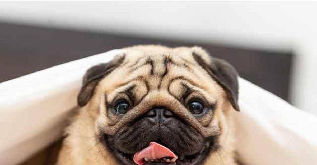 Les races de chiens idéales pour chaque foyer et style de vie : trouvez le compagnon parfait