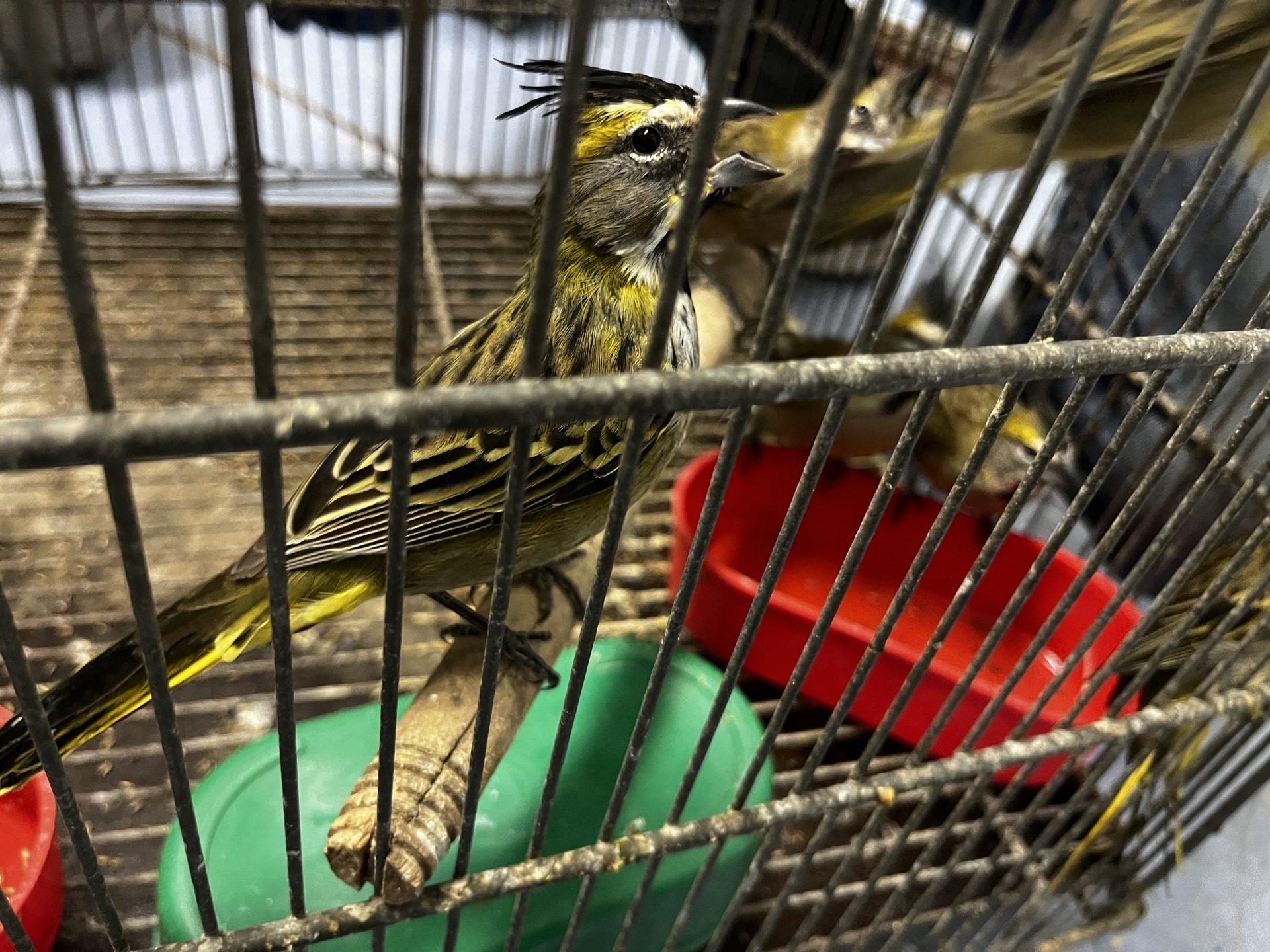 Desmantelado un tráfico de especies exóticas entre Sevilla y Canarias, con contrabando de animales protegidos