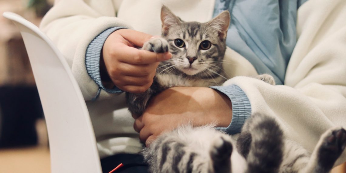 Assuranceaupoil Fr : astuces et conseils essentiels pour protéger vos animaux de compagnie avec une assurance adaptée - plare. Assuranceaupoil Fr : astuces et conseils essentiels pour protéger vos animaux de compagnie avec une assurance adaptée