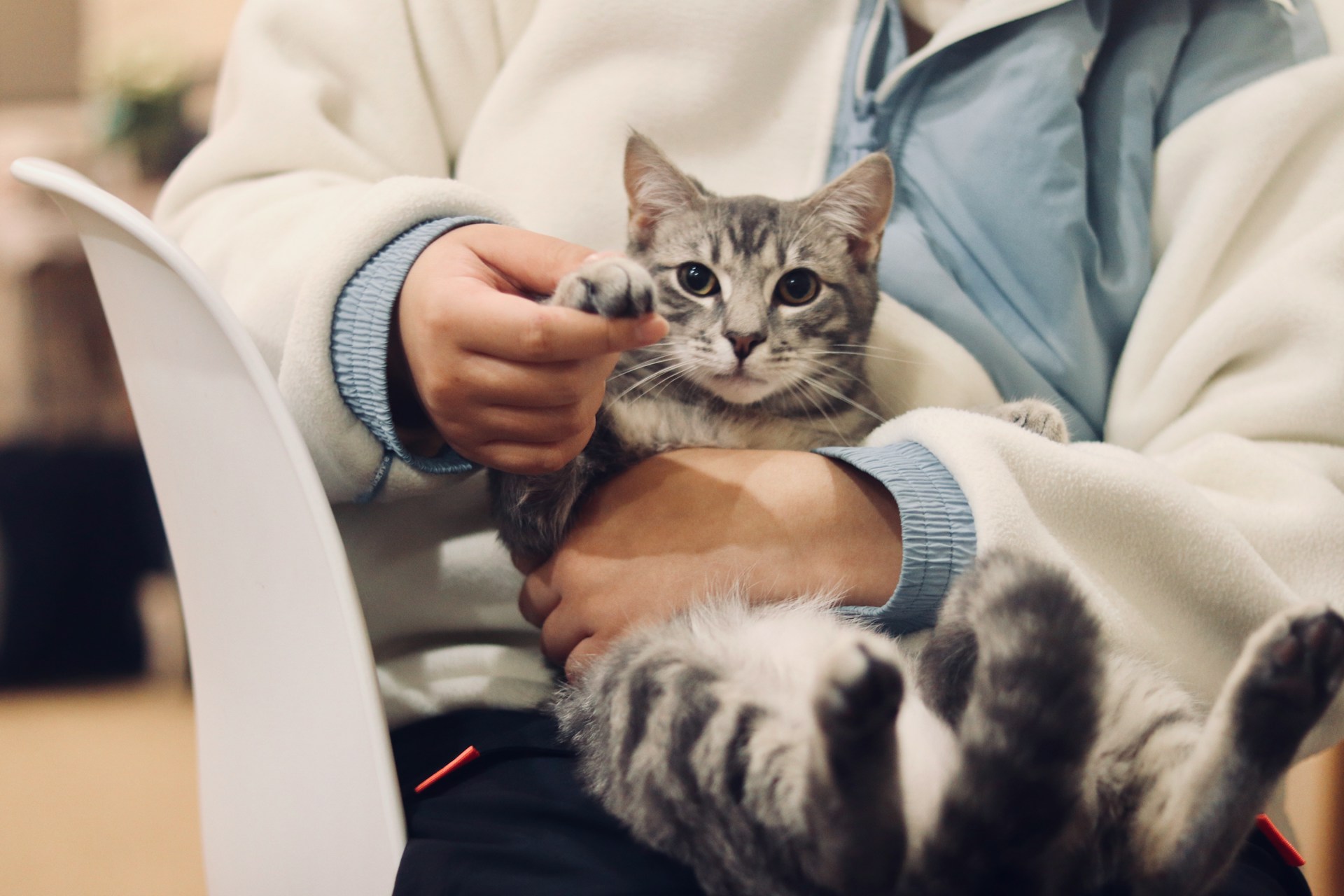 Assuranceaupoil Fr : astuces et conseils essentiels pour protéger vos animaux de compagnie avec une assurance adaptée
