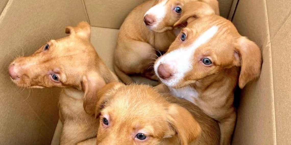 Abandon des chiots en Espagne : comment les nouvelles lois luttent contre ce fléau cruel