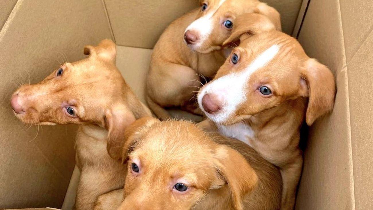 Abandon des chiots en Espagne : comment les nouvelles lois luttent contre ce fléau cruel
