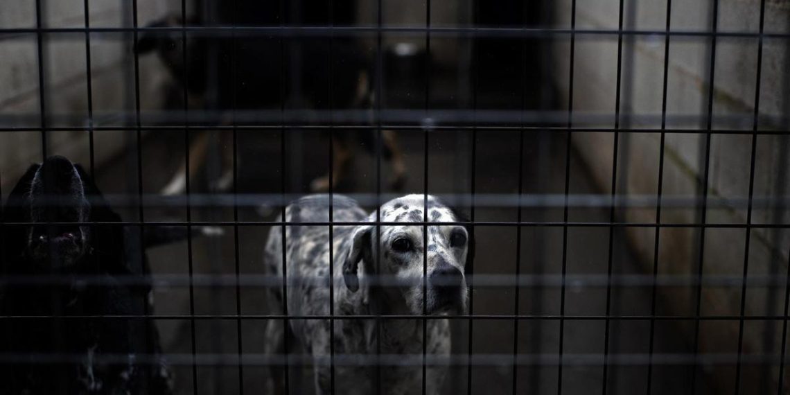 Radiographie choc de l&rsquo;abandon animal en Espagne : des milliers de chiens et chats sans foyer