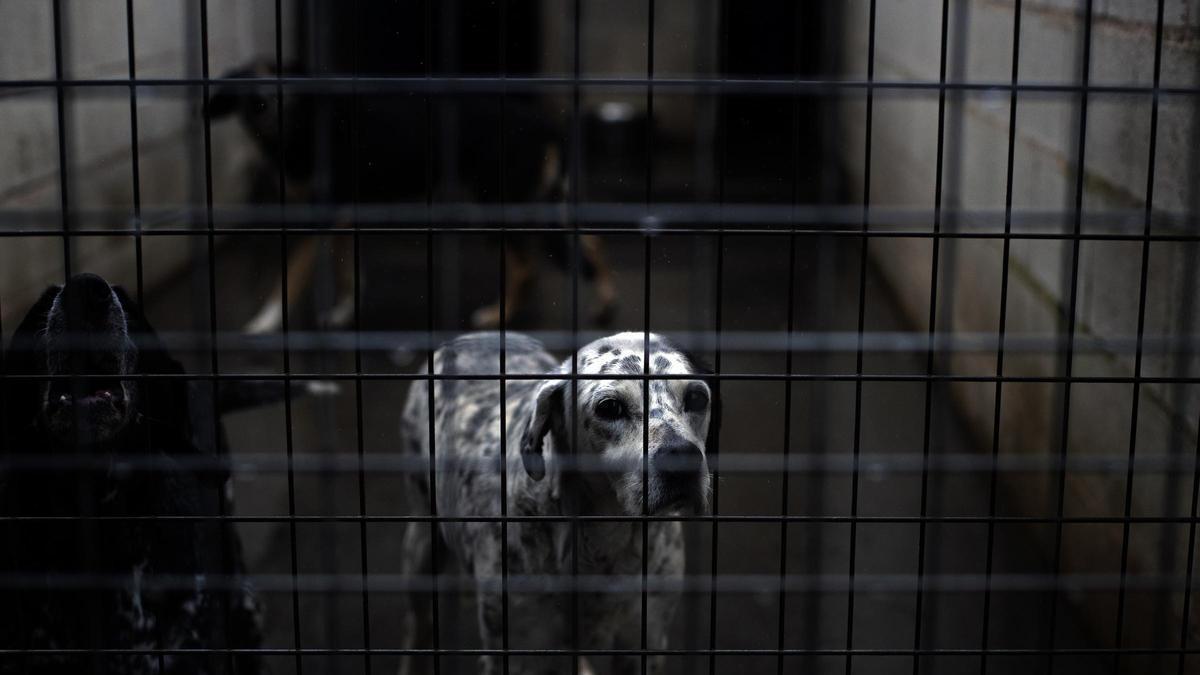 Radiographie choc de l&rsquo;abandon animal en Espagne : des milliers de chiens et chats sans foyer