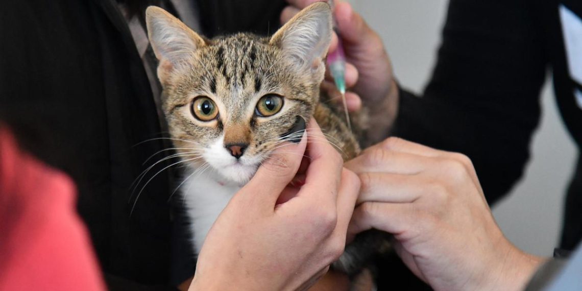 La triste réalité des animaux abandonnés en Espagne et le défi des adoptions responsables