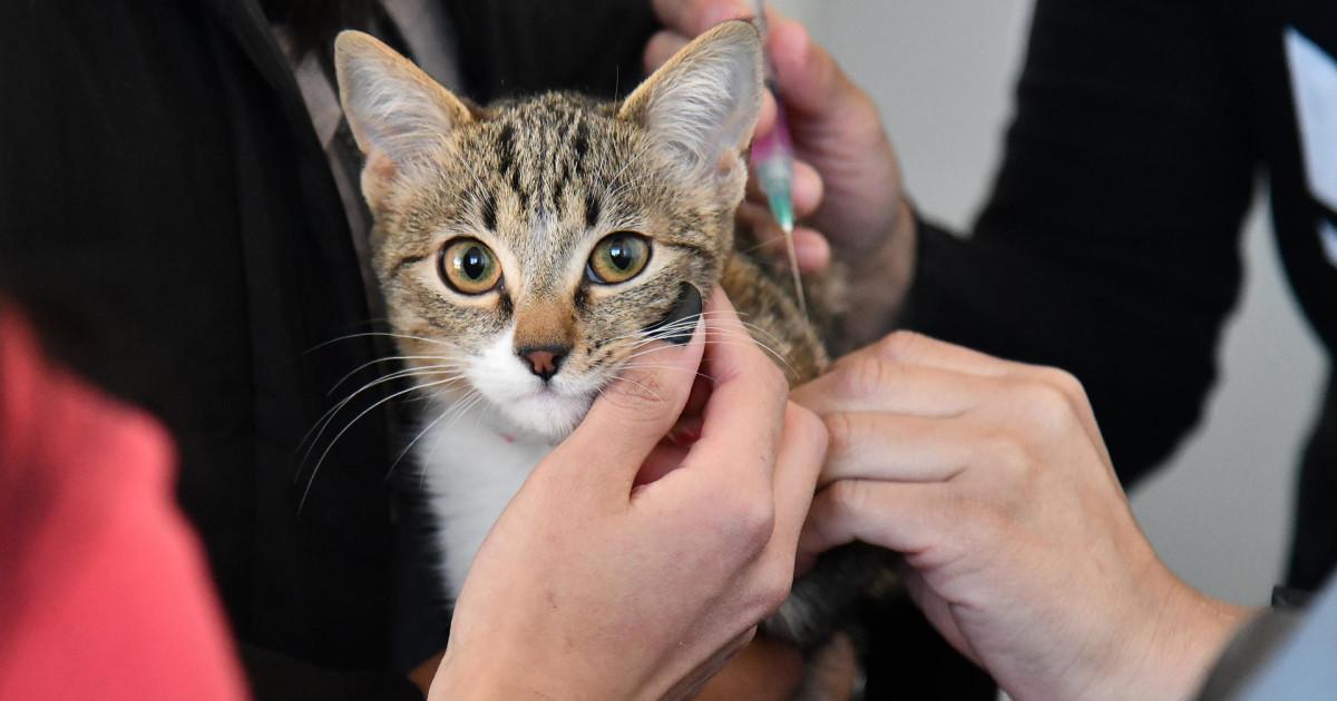 La triste réalité des animaux abandonnés en Espagne et le défi des adoptions responsables