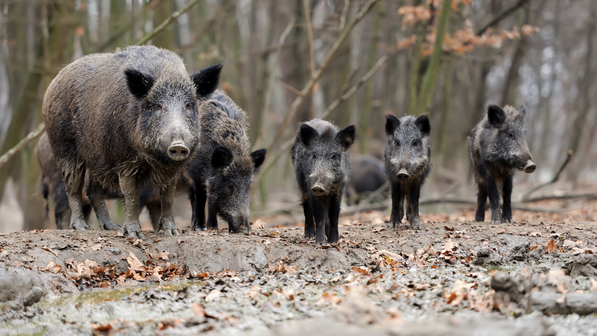 El sector agrario valenciano se rebela ante el aumento de daños por la fauna silvestre