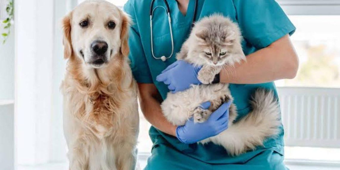 Esterilisation gratuite des animaux à Cancún : prenez soin de vos chiens et chats sans frais - plare. Esterilisation gratuite des animaux à Cancún : prenez soin de vos chiens et chats sans frais