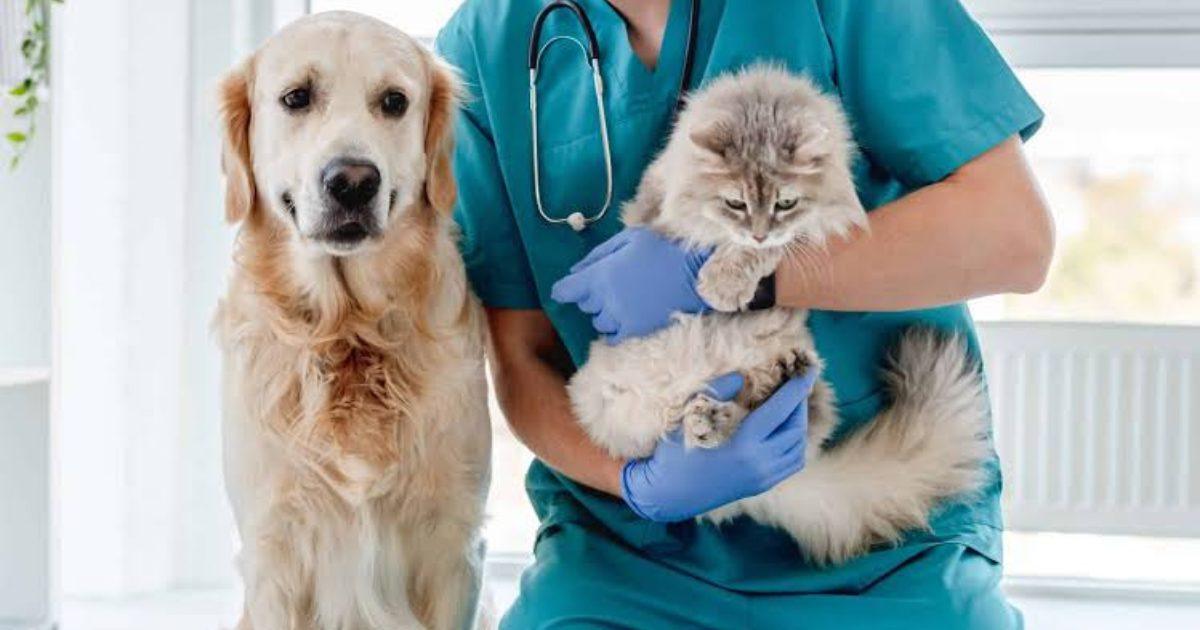 Esterilisation gratuite des animaux à Cancún : prenez soin de vos chiens et chats sans frais - plare. Esterilisation gratuite des animaux à Cancún : prenez soin de vos chiens et chats sans frais