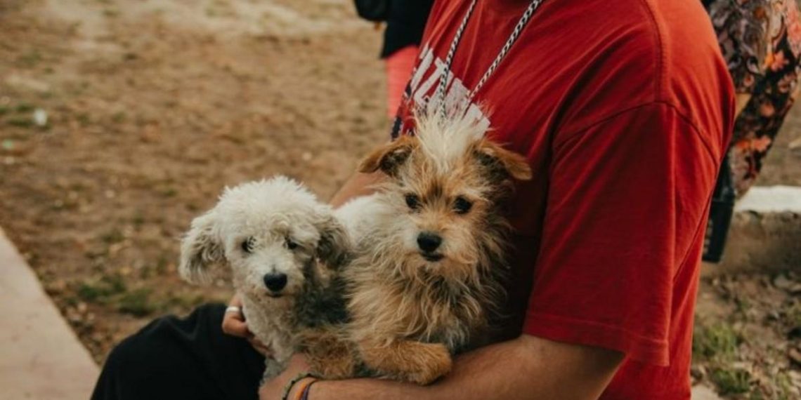 Jornada massiva de vaccination et de stérilisation : agissez pour la santé animale au parc de Mayo - plare. Jornada massiva de vaccination et de stérilisation : agissez pour la santé animale au parc de Mayo