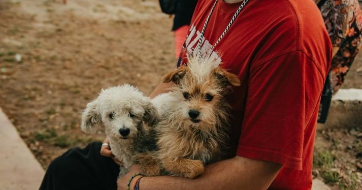 Jornada massiva de vaccination et de stérilisation : agissez pour la santé animale au parc de Mayo