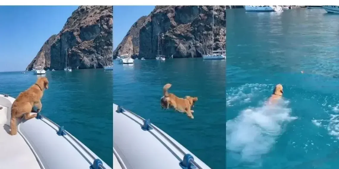 Un golden retriever sauve un enfant durant un tremblement de terre en Venezuela : héros à quatre pattes - plare. Un golden retriever sauve un enfant durant un tremblement de terre en Venezuela : héros à quatre pattes