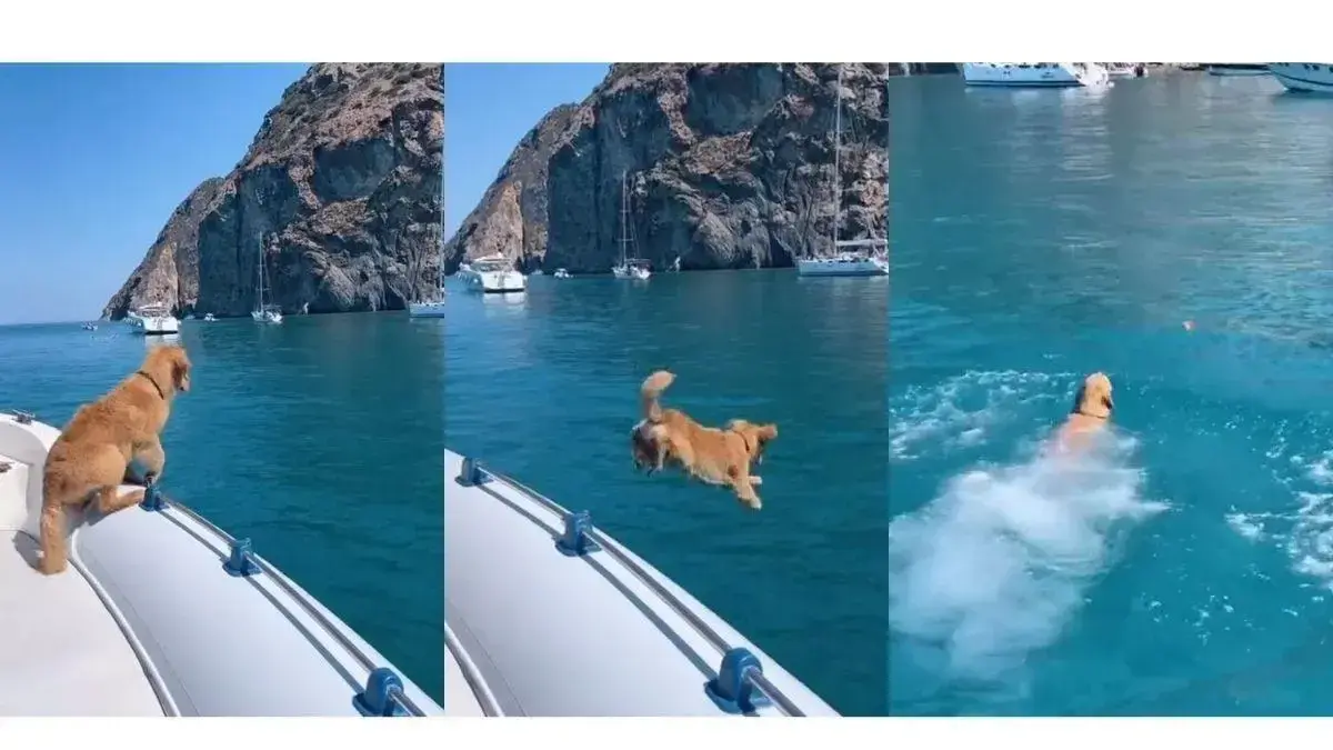 Un golden retriever sauve un enfant durant un tremblement de terre en Venezuela : héros à quatre pattes - plare. Un golden retriever sauve un enfant durant un tremblement de terre en Venezuela : héros à quatre pattes