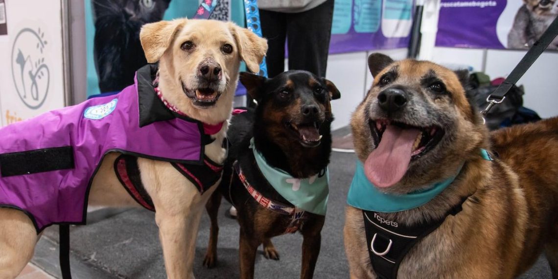 Adoptez un compagnon à quatre pattes à Bogotá : journées d'adoption pour peluditos en quête d'un foyer chaleureux - plare. Adoptez un compagnon à quatre pattes à Bogotá : journées d’adoption pour peluditos en quête d’un foyer chaleureux