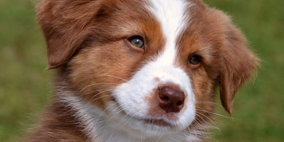 Ley de bienestar animal : nouvelles obligations et sanctions pour propriétaires d&rsquo;animaux expliquées