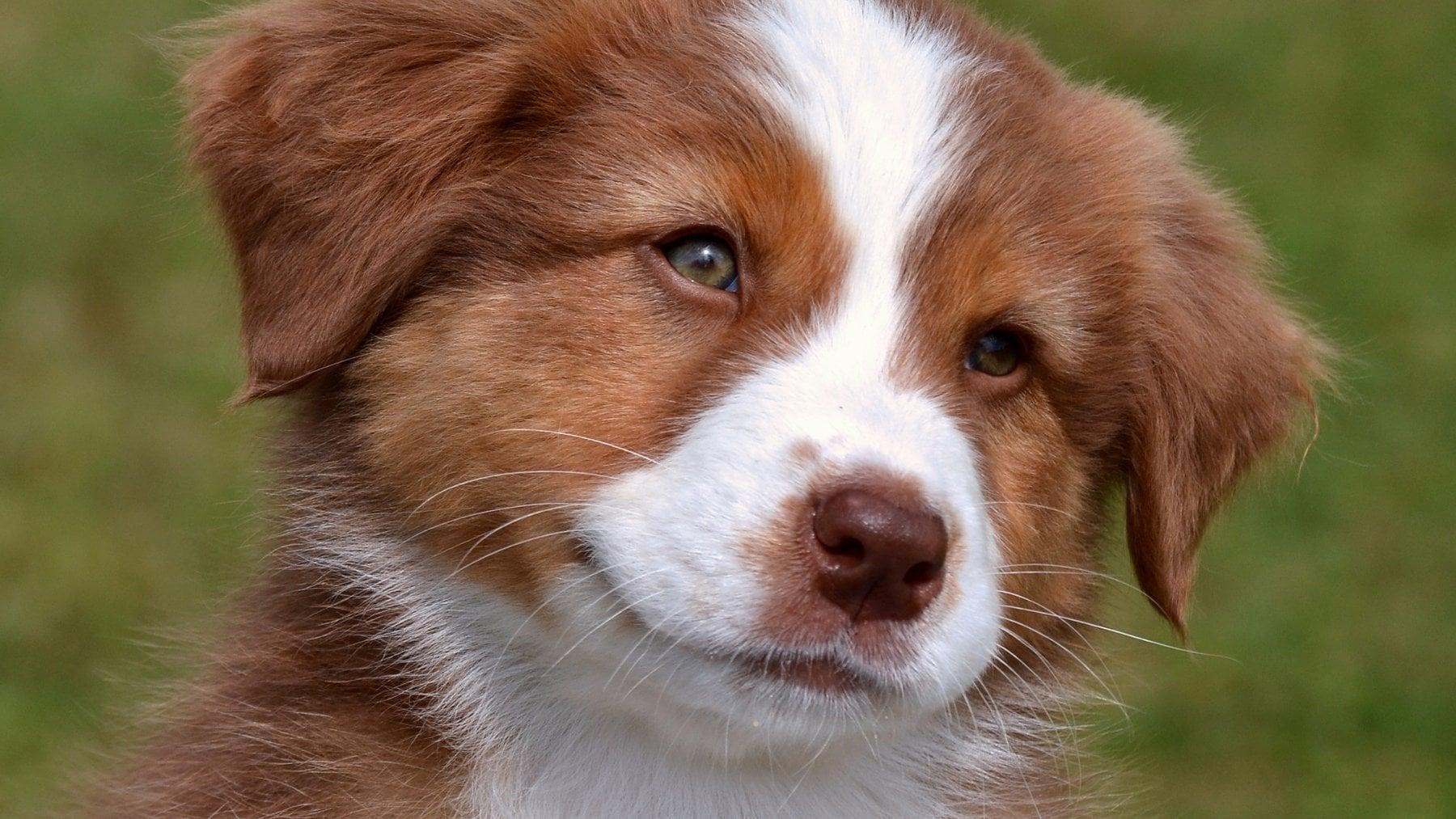 Ley de bienestar animal : nouvelles obligations et sanctions pour propriétaires d&rsquo;animaux expliquées