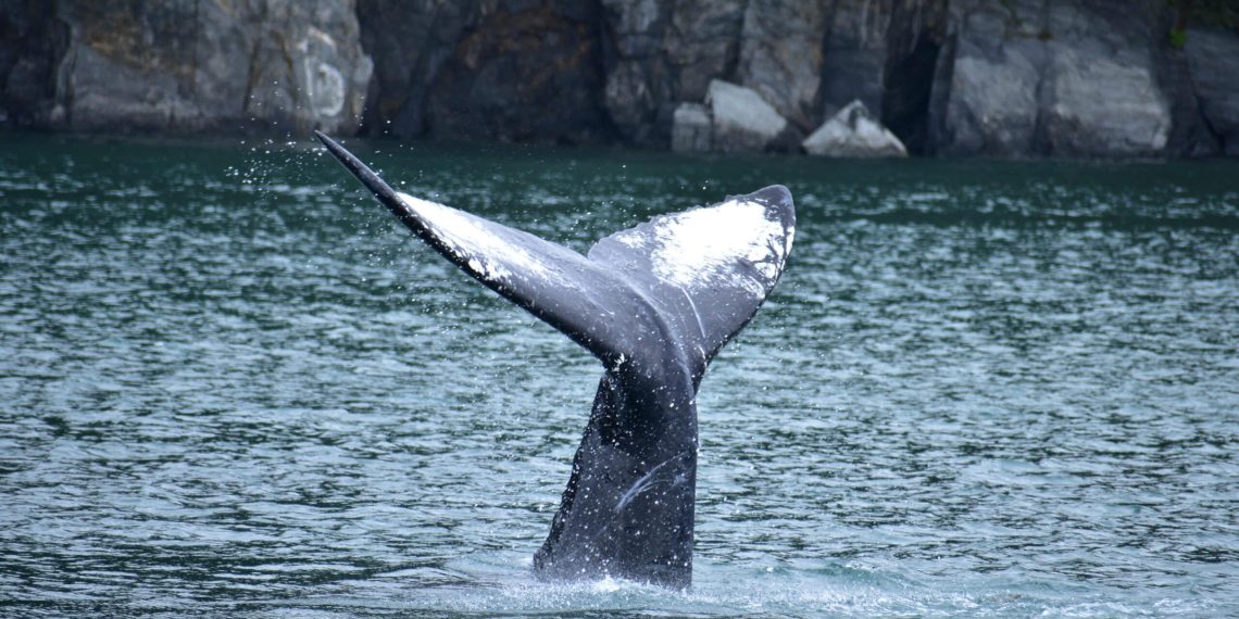 MSC Cruceros embarque une observatrice de baleines sur le MSC Poesia pour une croisière nature unique
