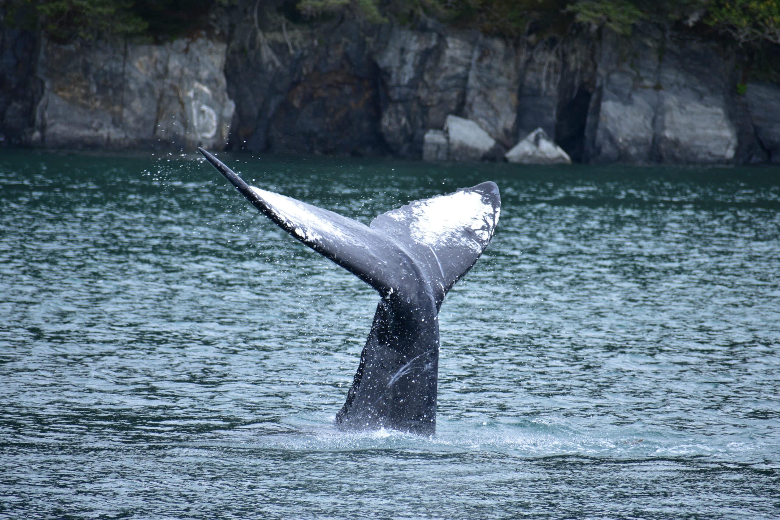 MSC Cruceros embarque une observatrice de baleines sur le MSC Poesia pour une croisière nature unique