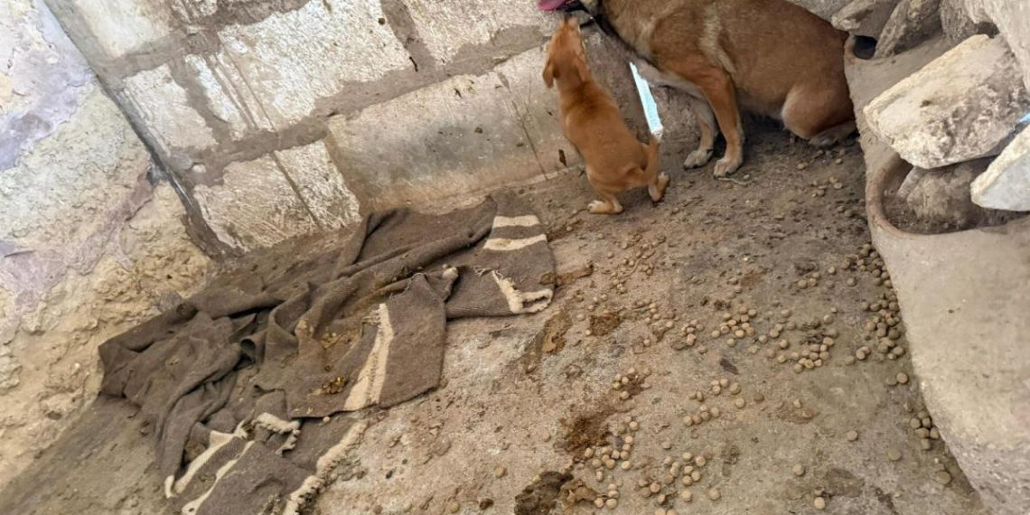 El reto de la protección animal en España: logros y desafíos en la lucha contra el maltrato animal