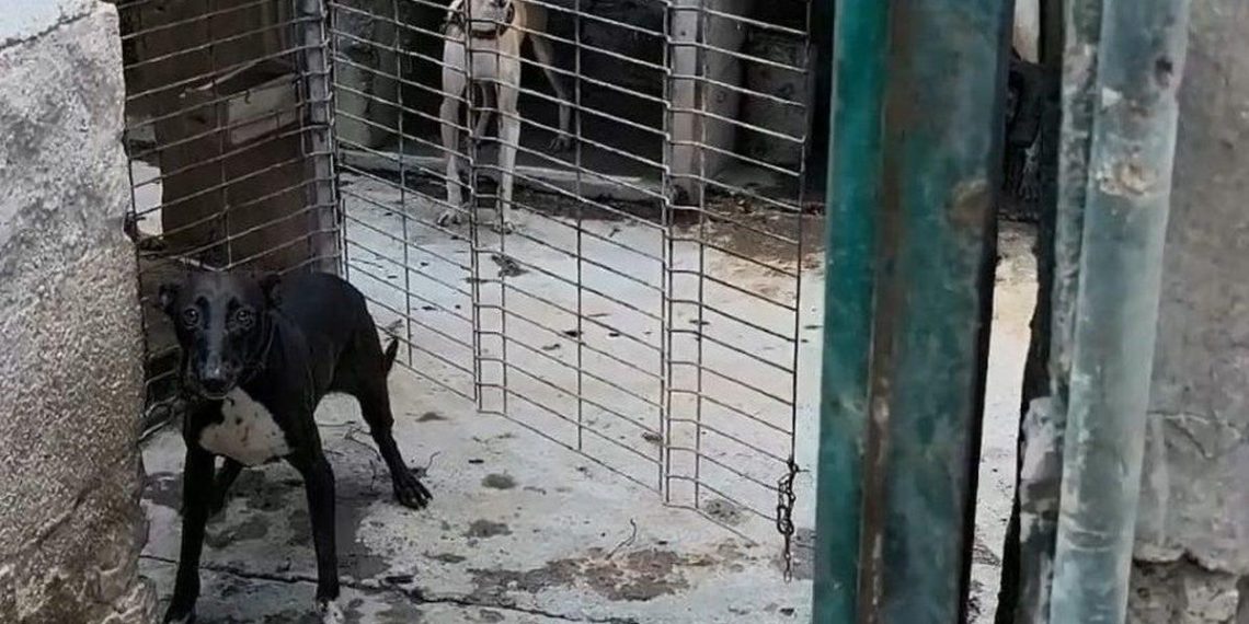 Grave accusation de maltraitance animale : des chiens victimes dans une exploitation à Telde